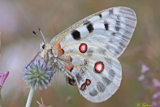 Apollo (Parnassius apollo)