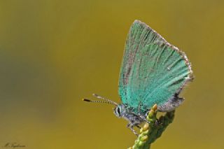 Anadolu Zmrt (Callophrys paulae)