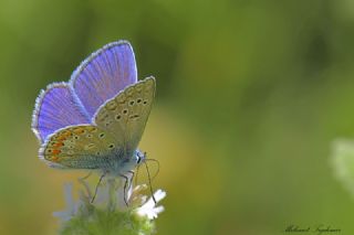 okgzl Meneke Mavisi (Polyommatus thersites)