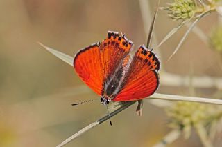 Kk Ate Gzeli (Lycaena thersamon)