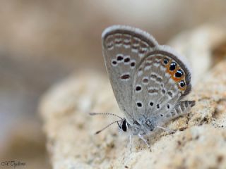 Mcevher Kelebei (Chilades trochylus)