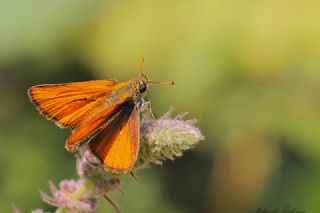 Sar Antenli Zpzp (Thymelicus sylvestris)