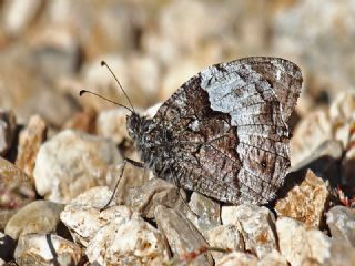 Byk Karamelek (Hipparchia syriaca)