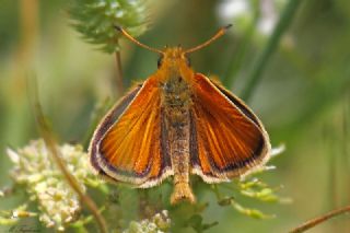 Siyah Antenli Zpzp (Thymelicus lineolus)