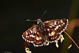 Gzel Zpzp (Pyrgus cinarae)