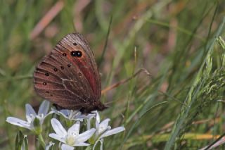 Uygur Gzelesmeri (Proterebia afra)