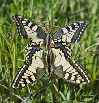 Krlangkuyruk (Papilio machaon)