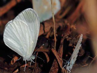 Narin Orman Beyaz (Leptidea sinapis)