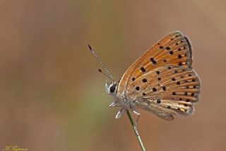 Alev Ategzeli (Lycaena kefersteinii)