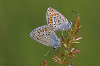 Anadolu Esmergz (Plebejus modicus)