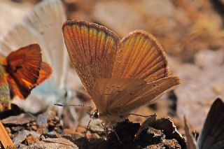 okgzl Lbnan Esmeri (Polyommatus alcestis)