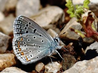 okgzl Kk Turan Mavisi (Polyommatus cornelius)