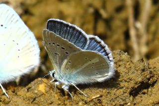 okgzl figenya (Polyommatus iphigenia)