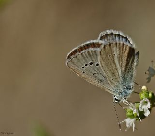 okgzl fikarmon (Polyommatus iphicarmon)