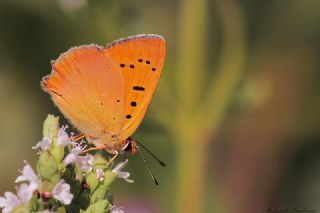 Orman Bakr Gzeli (Lycaena virgaureae)