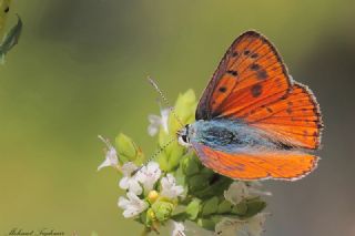 Byk Mor Bakr Gzeli (Lycaena alciphron)