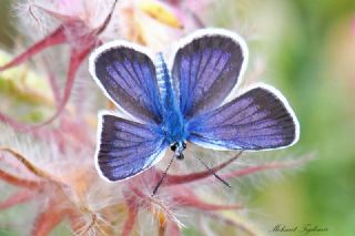 Gm Lekeli Esmergz (Plebejus argus)