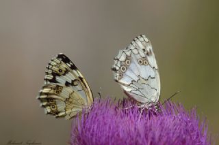 Anadolu Melikesi (Melanargia larissa)