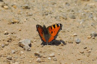 Aglais (Aglais urticae)