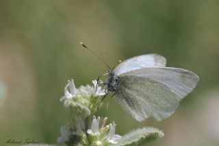 Da Beyazmelei (Pieris ergane)