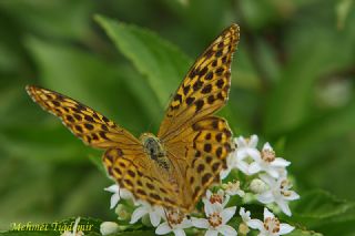Bahadr (Argynnis pandora)