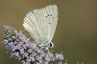 okgzl Anadolu Beyaz (Polyommatus menalcas)