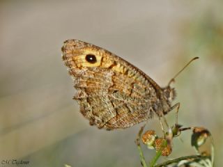 Seyit (Arethusana arethusa)