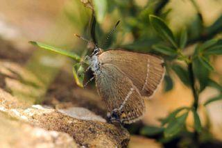 Gzel Sevbeni (Satyrium spini)