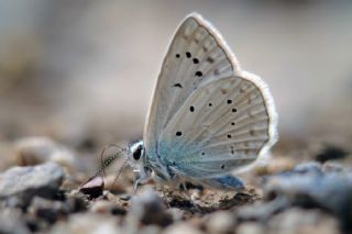 okgzl Dafnis (Polyommatus daphnis)