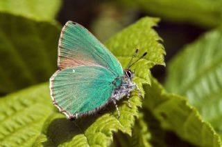 Zmrt (Callophrys rubi)