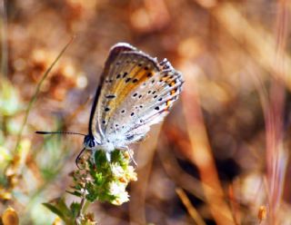 Kk Ate Gzeli (Lycaena thersamon)