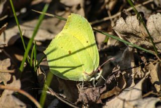 Orakkanat (Gonepteryx rhamni)