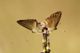 Anormal okgzl (Polyommatus admetus)