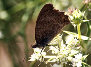 Esmerperi (Hyponephele lupina)