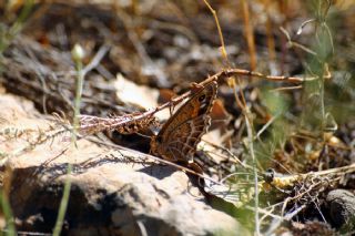 Beyaz Damarl Pirireis (Satyrus amasinus)