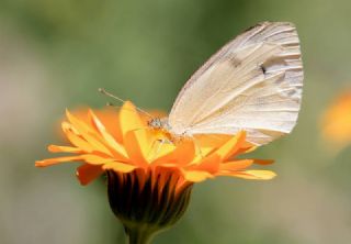 Byk Beyazmelek  (Pieris brassicae)