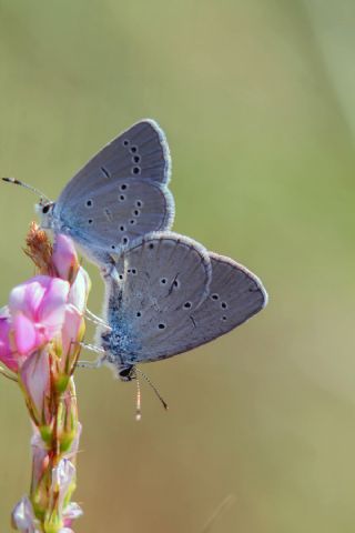 Mavi Osiris (Cupido osiris)