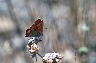 Anadolu Ate Gzeli (Lycaena asabinus)