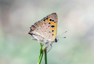 Benekli Bakr Gzeli (Lycaena phlaeas)