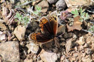 Uygur Gzelesmeri (Proterebia afra)