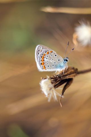 okgzl Mavi (Polyommatus icarus)