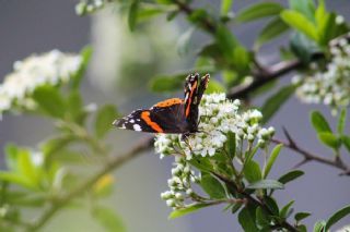 Atalanta (Vanessa atalanta)