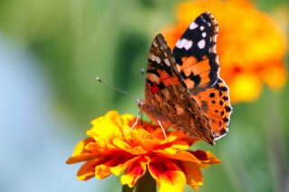 Diken Kelebei (Vanessa cardui)