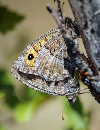 Seyit (Arethusana arethusa)