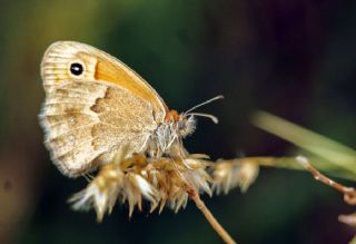 Kk Zpzp Perisi (Coenonympha pamphilus)