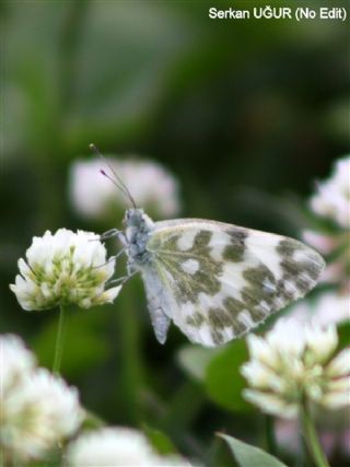Yeni Beneklimelek (Pontia edusa)