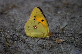 Sar Azamet (Colias croceus)