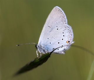 Fransz Everesi (Cupido alcetas)