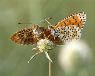 Gzel parhan (Melitaea trivia)