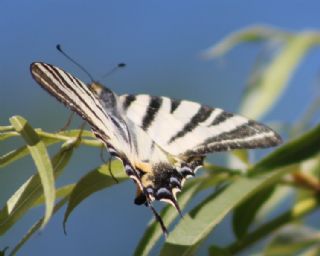 Erik Krlangkuyruk (Iphiclides podalirius)